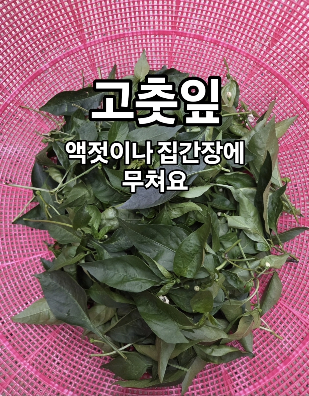 노지 고춧잎/어린고추 상세 사진 2